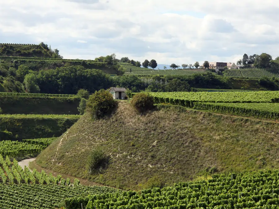 Kaiserstuhl - Weinanbau