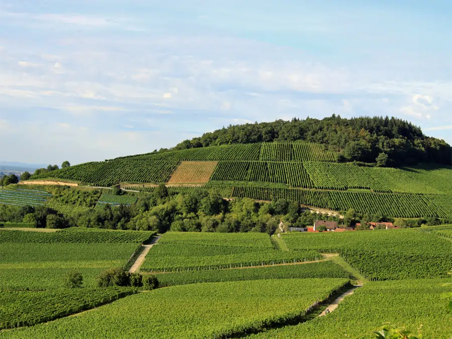 Markgräflerland