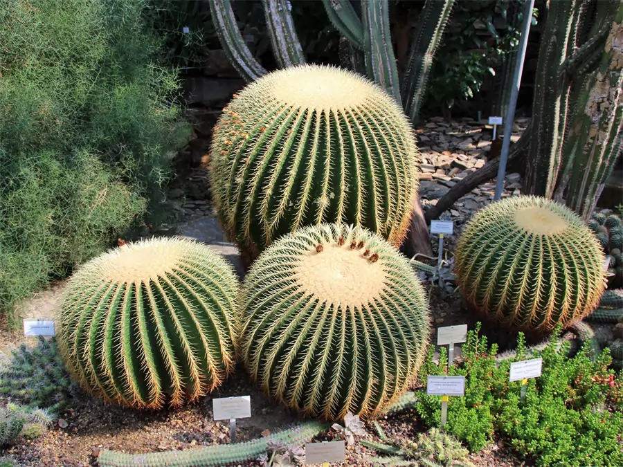 Schwiegermutterkaktus im Botanische Garten von Berlin
