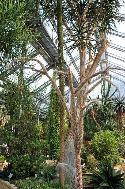 Botanische Garten in Berlin