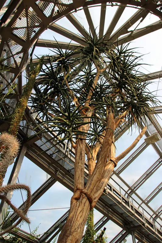 Sukkulenten im Botanische Garten von Berlin