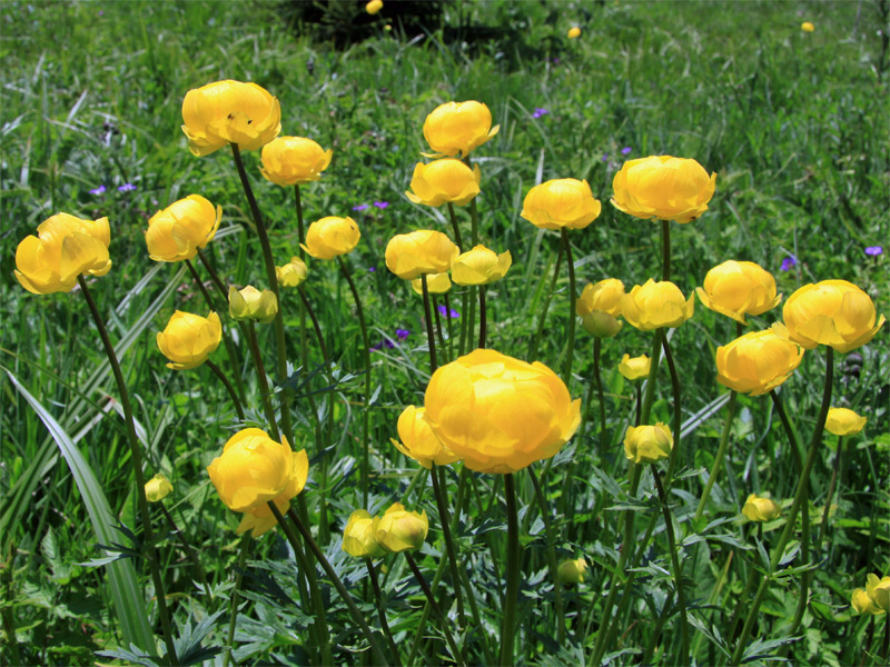 Bildergalerie Blüten