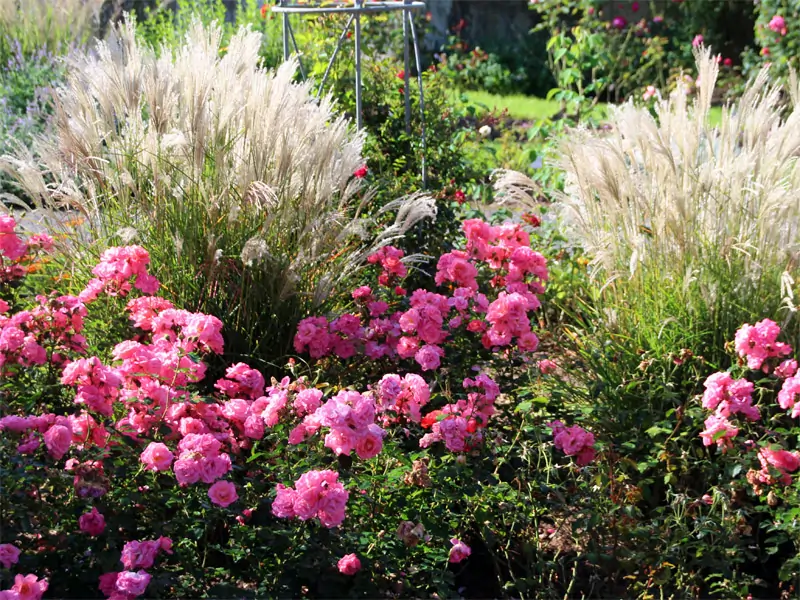 Rosarium in Sangerhausen
