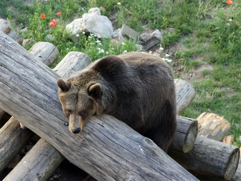 Torgauer Bär