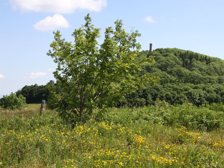 Geisingberg / Osterzgebirge