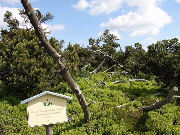 Georgenfelder Hochmoor von Zinnwald im Osterzgebirge