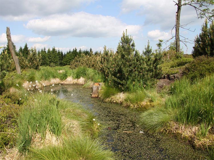 Georgenfelder Hochmoor Zinnwaldm OT von Altenberg