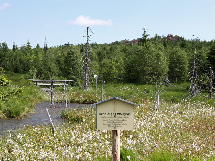Blühende Moorwiese im Georgenfelder Hochmoor / Osterzgebirge
