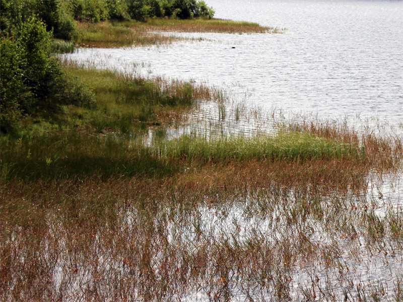 Hochmoor Große Kranichsee mit Talsperre Carlsfeld