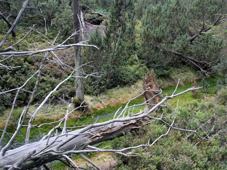 Hochmoor Kleiner Kranichsee Bild 3