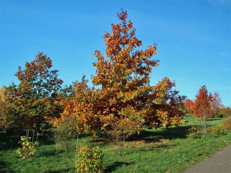 Forstbotanischer Garten Tharandt