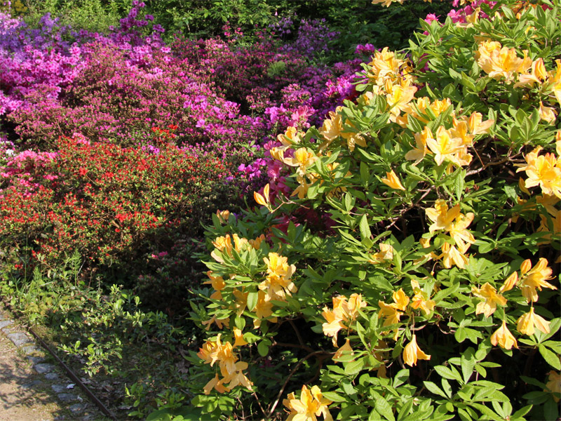 Rhododendronpark Dresden-Wachwitz / Sachsen