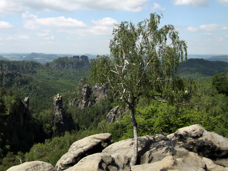 An der Carolaaussicht im Schrammsteingebiet der Sächsischen Schweiz