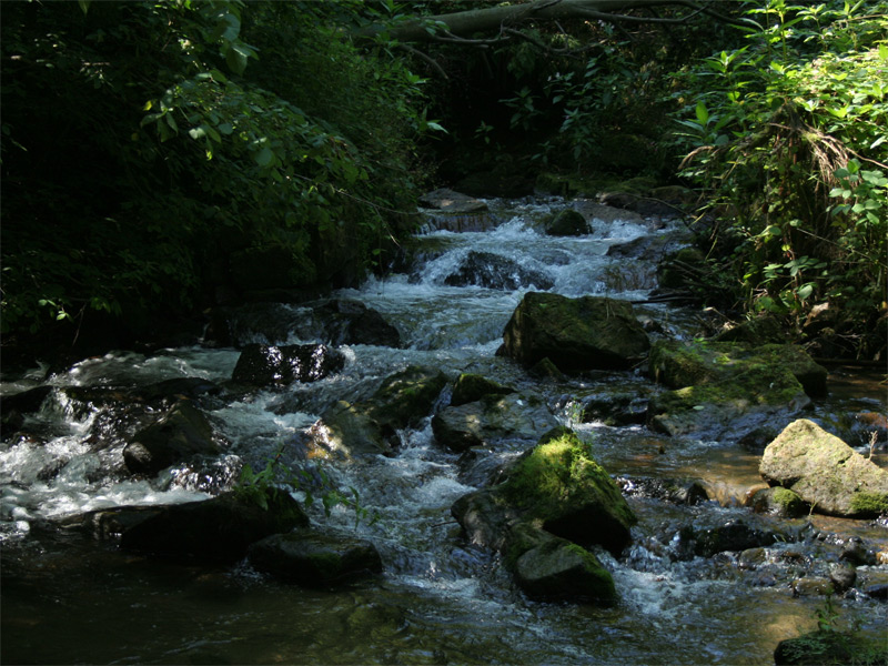 Kirnitzschtal in der Sächsischen Schweiz
