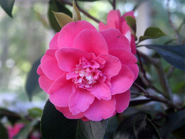 Kamelienblüte 