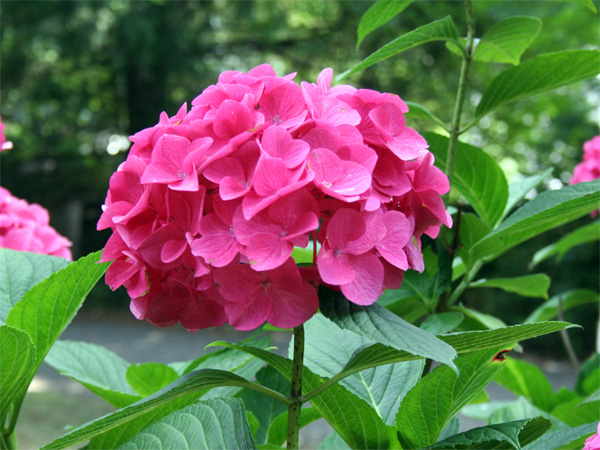 Hortensienblüte