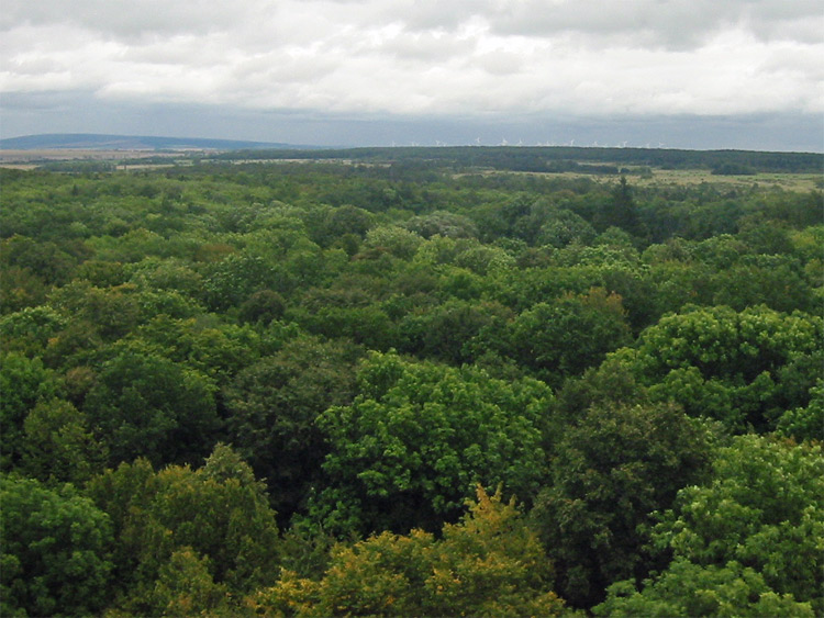 Blick vom Baumkronenpfad im NP Hainich