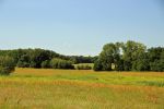 Dübener Heide in Sachsen-Anhalt