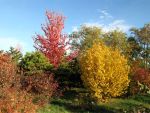 Tharandter Wald