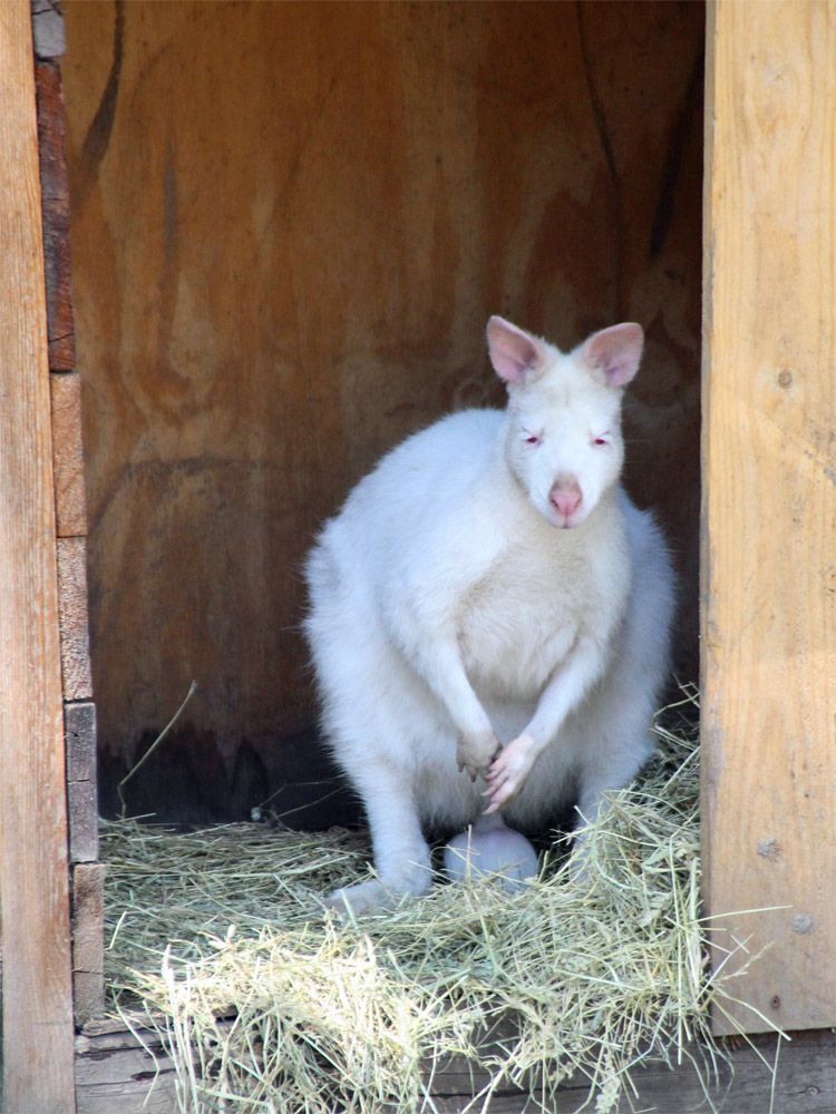 Ich bim ein Albino