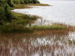 Moor Große Kranichsee