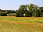Dübener Heide in Nordsachsen