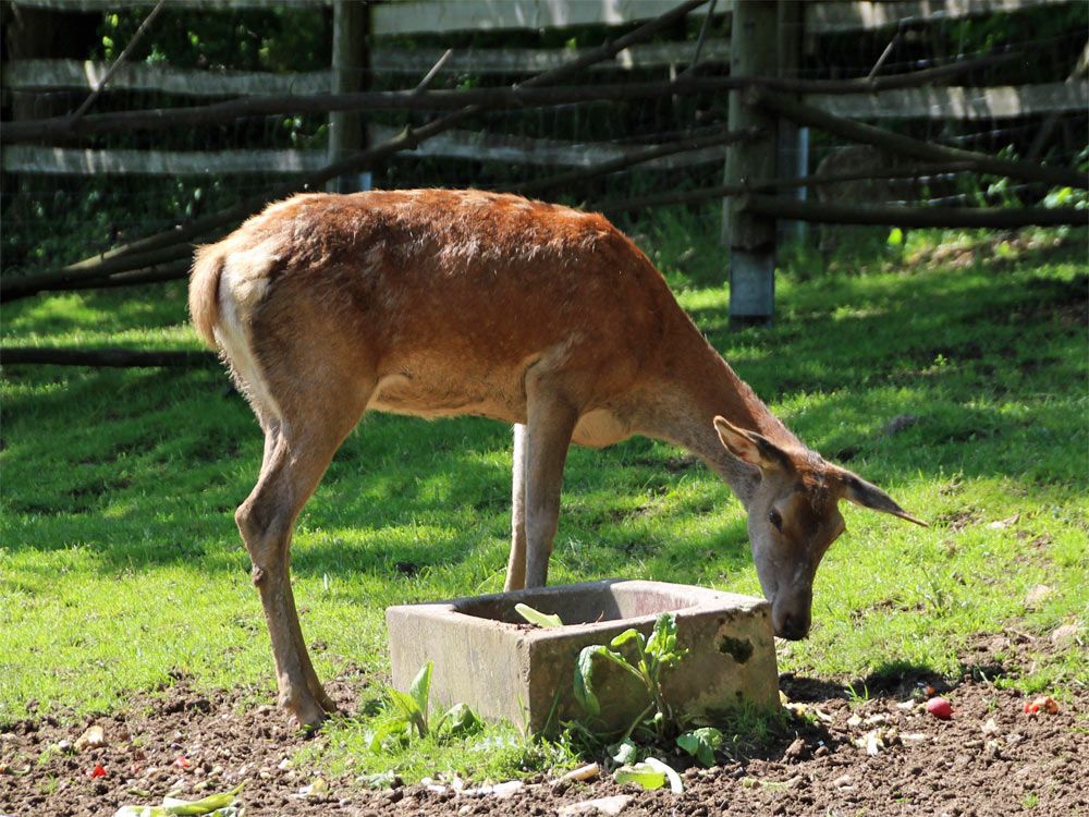 Rothirschkalb